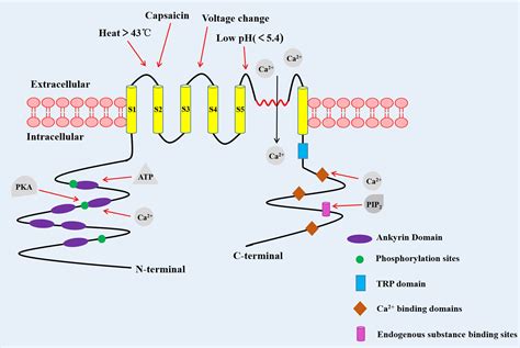 chocolate uses the trpv1 chanel|trpv1 cancer.